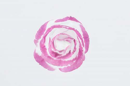 flower pink and white rose flower blossom