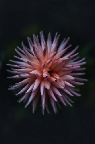 flower pink cactus dahlia dahlia