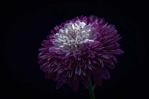 flora purple and white flower flower