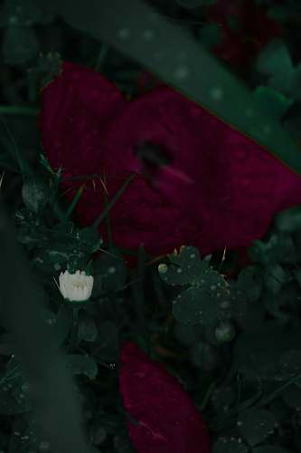 blossom red roses flower