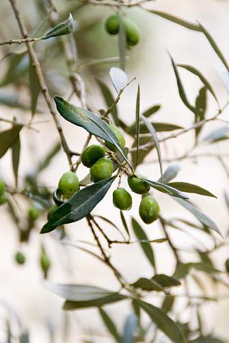 fruit round green fruits food