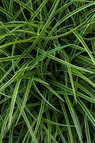 flora selective focus photo of green grass green