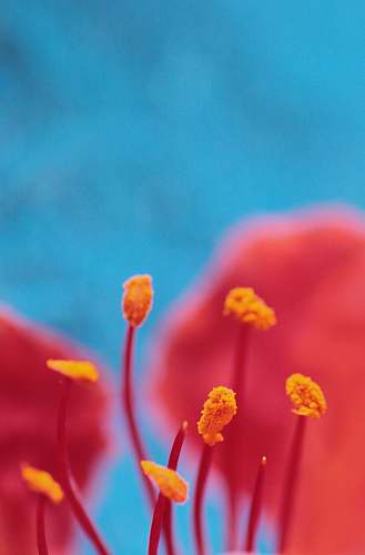 flora selective focus photography of orange flowers pollen