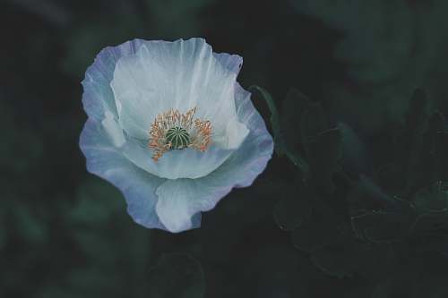 flower selective focus photography of white petaled flower blossom