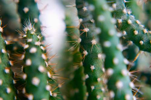 conifer selective photography of cacti flora