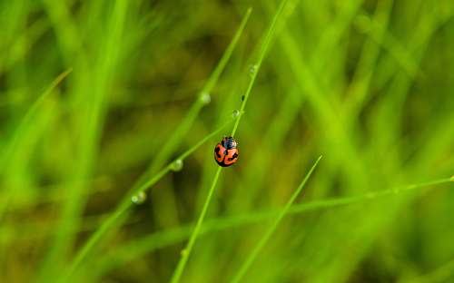 flora shallow focus photography of red and black insect green