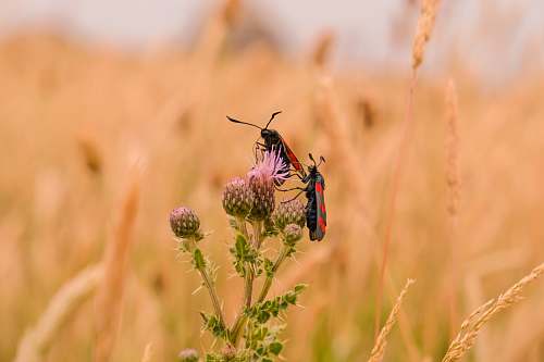 field two bugs on dandelion vegetation