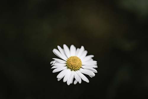 flower white and yellow daisy flower daisy