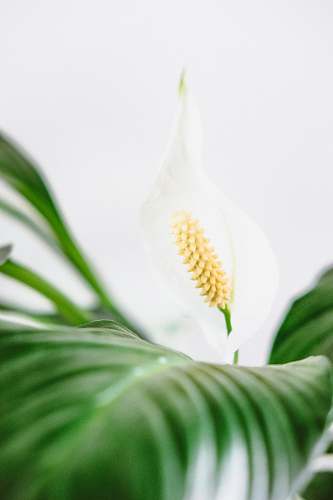 amersfoort white calla lily netherlands