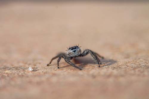 arachnid focus photo of spider invertebrate