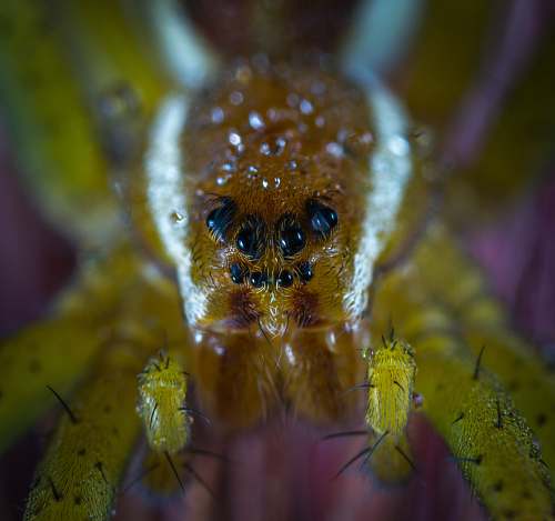 arachnid yellow spider invertebrate