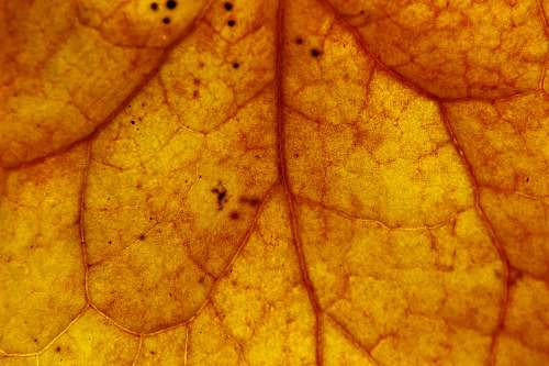 leaf close-up photography of brown leaf autum leafe