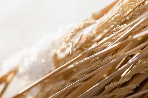 vegetable shallow focus photo of wheat flora
