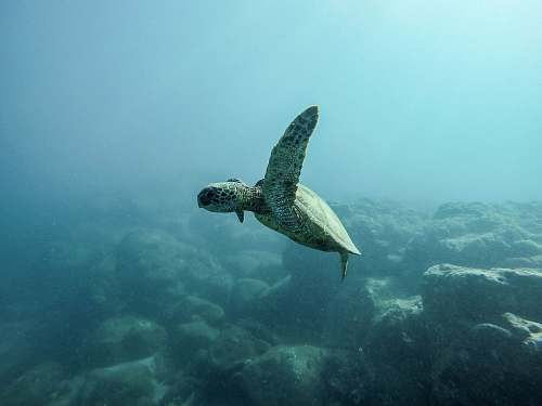 animal brown turtle swimming underwater turtle