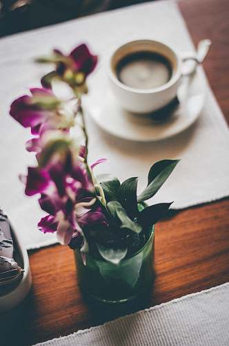 plant white ceramic mug on saucer flower