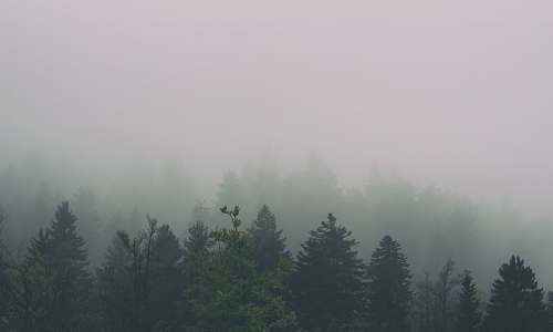 fog forest covered with fogh weather