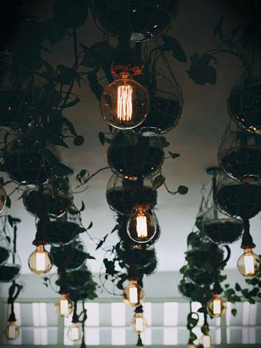 people clear glass lamps plant