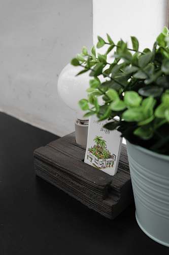 taiwan book near green leafed plant and white lightbulb greenery