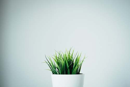 pot green leafed plants in white ceramic vase jar
