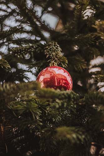 tree red bauble decor hanging on tree ornament