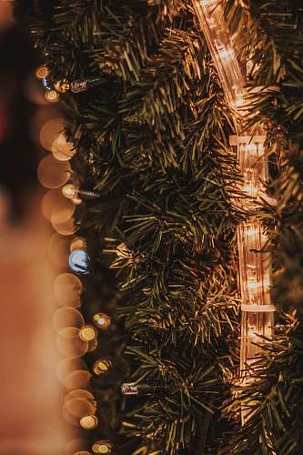 ornament turned-on LED strip on green-leafed plant tree