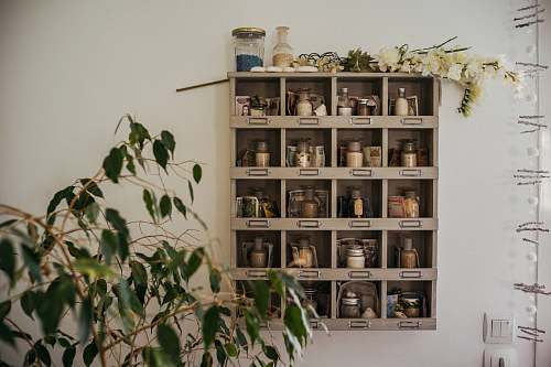 narbonne weeping fig plant beside shelf france