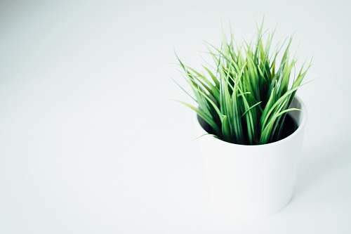 plant green leafed indoor plant on white vase green